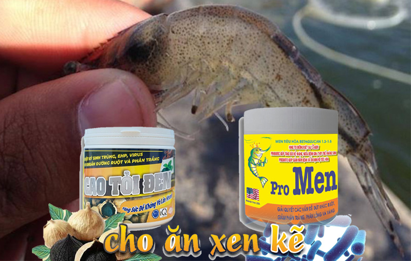 trị tôm bị trong đường ruột