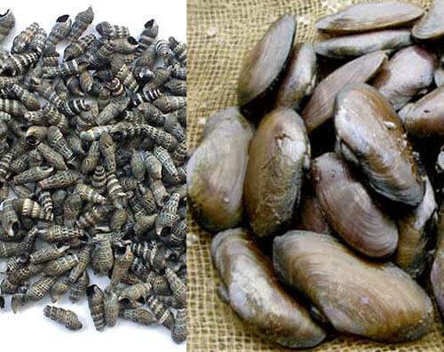 ốc đinh chem chép