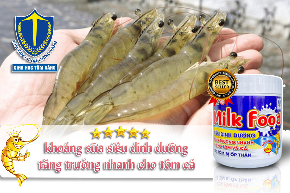bổ sung khoáng sữa cho tôm - sinh học tôm vàng