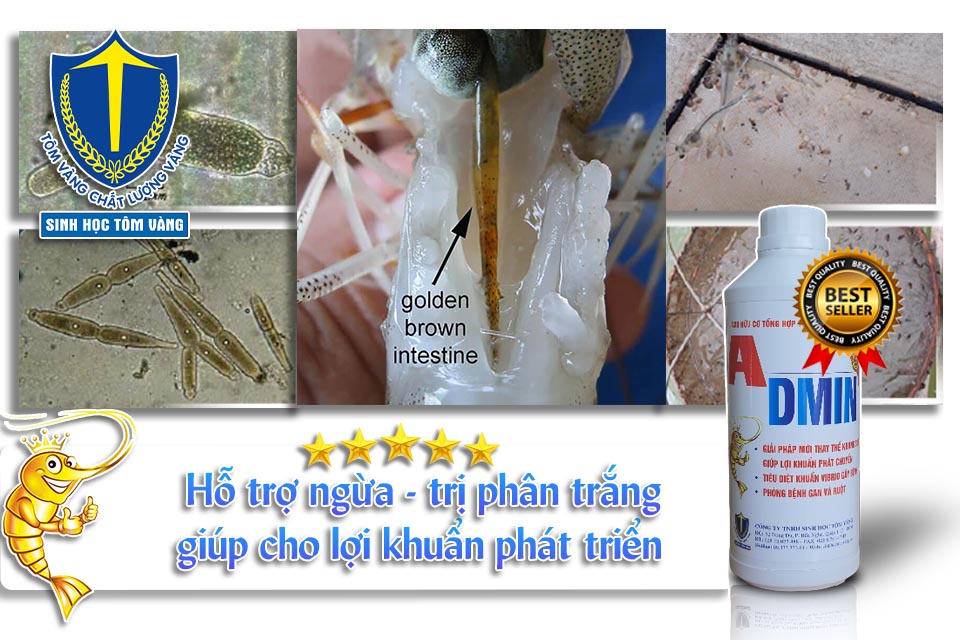diệt ký sinh trùng trên tôm - sinh học tôm vàng