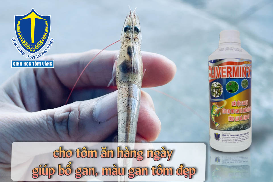 màu gan tôm đẹp