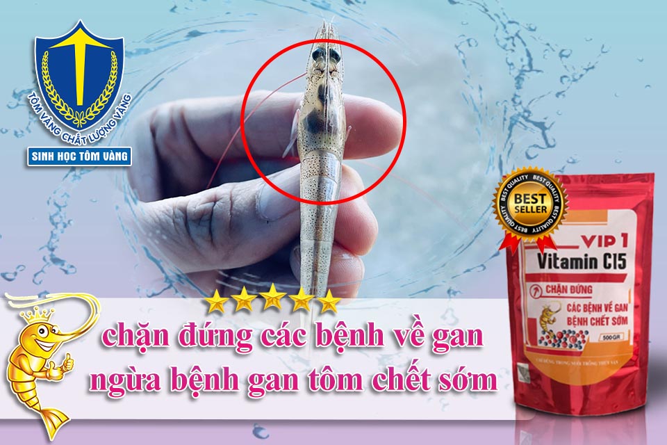 thuốc ngừa bệnh gan tôm