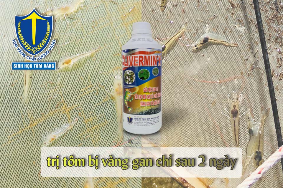 tôm bị vàng gan