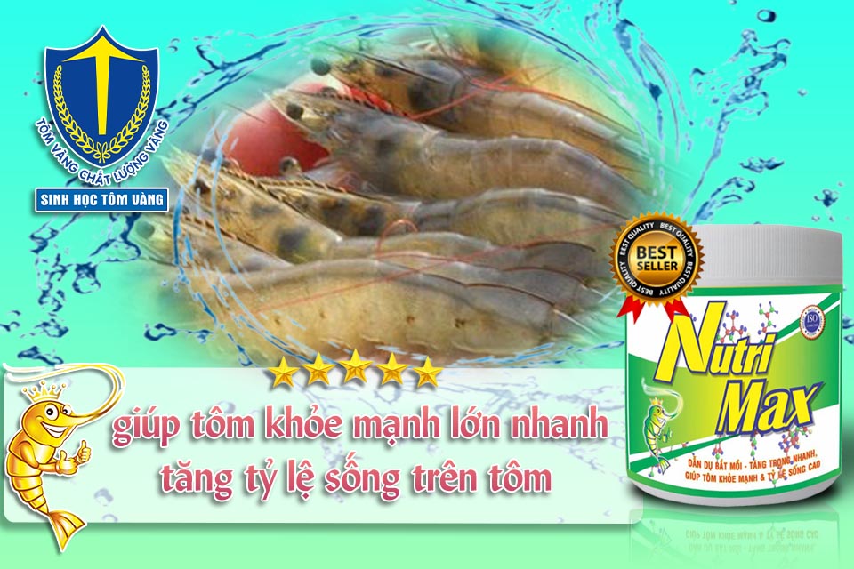 tôm lớn nhanh