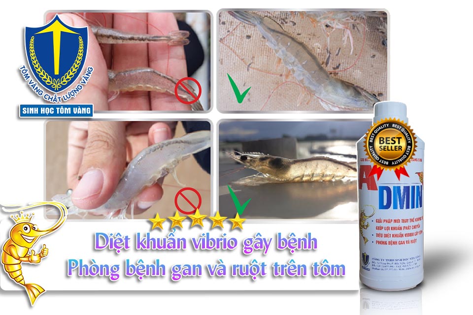 trị tôm bị mủ đuôi - SINH HỌC TÔM VÀNG