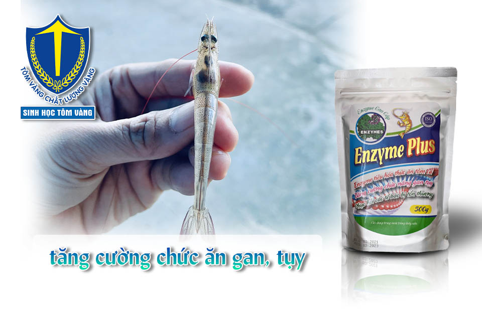 ứng dụng của enzyme trong nuôi trồng thủy sản
