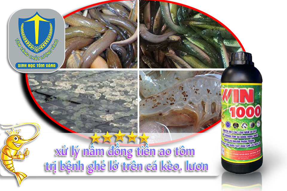 xử lý nấm đồng tiền ao tôm